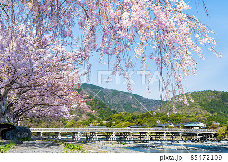 京都 嵐山 ~渡月橋と満開のシダレザクラ・中之島公園より~ 京都 嵐山 ~渡月橋と満開のシダレザクラ・中之島公園より~ 85472109