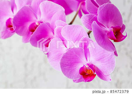 Purple orchid phalaenopsis flower on a white background Purple orchid phalaenopsis flower on a white background 85472379