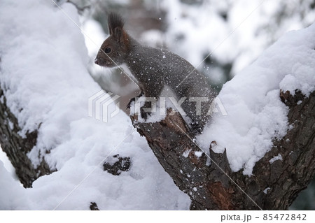 雪とエゾリス 85472842
