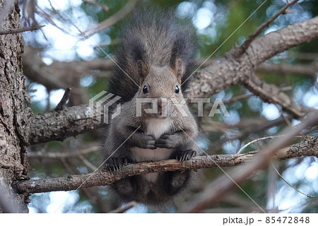 初冬のエゾリス 85472848