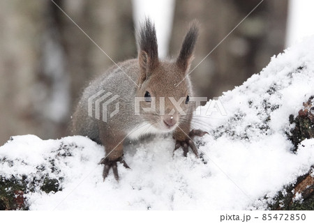 初冬のエゾリス 85472850