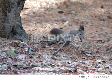 初冬のエゾリス 初冬のエゾリス 85472852