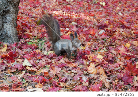 紅葉とエゾリス 85472855