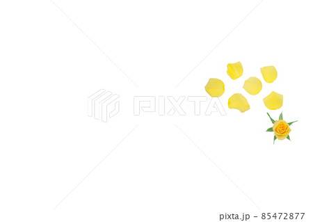 薔薇　黄色　黄色バラ　イエローローズ　バラ　ばら　 85472877