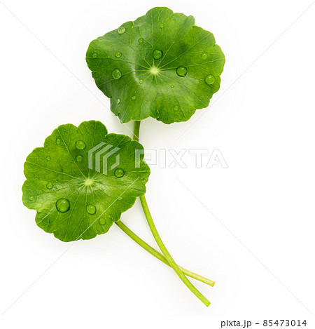 Close up centella asiatica leaves with rain drop isolated on white background top view. Close up centella asiatica leaves with rain drop isolated on white background top view. 85473014