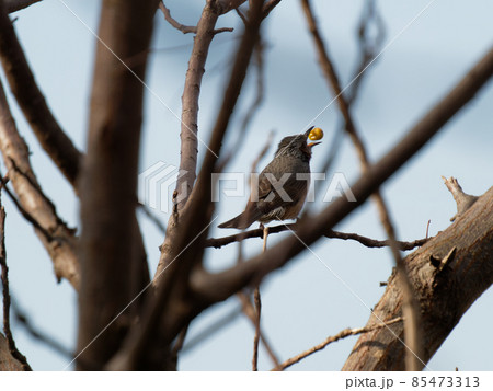 遊ぶヒヨドリ 85473313