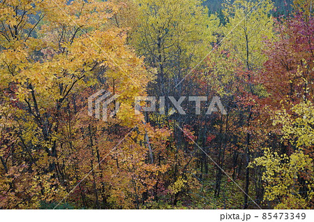 カナダ アルゴンキン州立公園 ルックアウトトレイルの風景 カナダ アルゴンキン州立公園 ルックアウトトレイルの風景 85473349