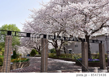 町田市 芹ヶ谷公園 南口アプローチ園路入口と満開桜 町田市 芹ヶ谷公園 南口アプローチ園路入口と満開桜 85473436