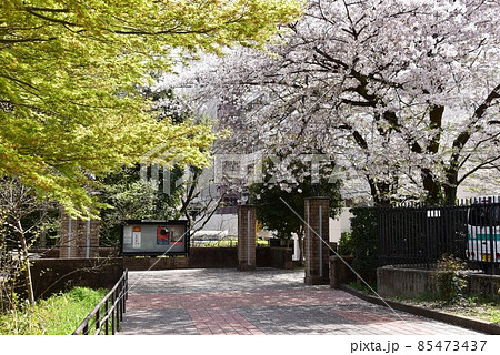 町田市 芹ヶ谷公園 南口アプローチ園路の町田市立国際版画美術館案内板と満開桜 町田市 芹ヶ谷公園 南口アプローチ園路の町田市立国際版画美術館案内板と満開桜 85473437