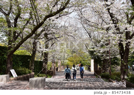 町田市　芹ヶ谷公園　南口アプローチ園路の満開桜 85473438