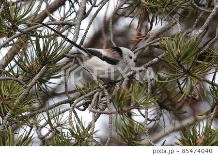 可愛いシマエナガ 可愛いシマエナガ 85474040