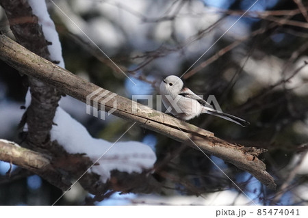 可愛いシマエナガ 85474041