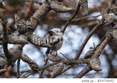 可愛いシマエナガ 85474042