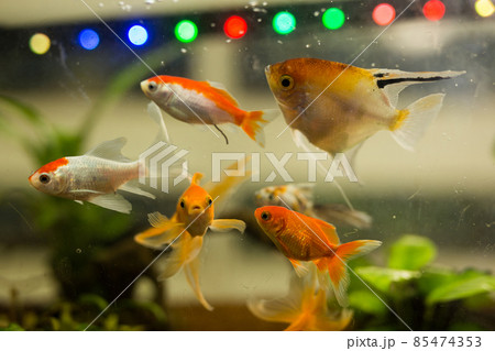 Aquarium with goldfish and algae for sale in pet shop Aquarium with goldfish and algae for sale in pet shop 85474353