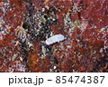 石垣島のヒメコモンウミウシ　その⑤ 85474387