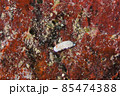 石垣島のヒメコモンウミウシ　その⑥ 85474388
