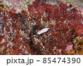 石垣島のヒメコモンウミウシ　その⑦ 85474390