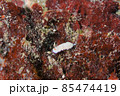 石垣島のヒメコモンウミウシ　その⑧ 85474419