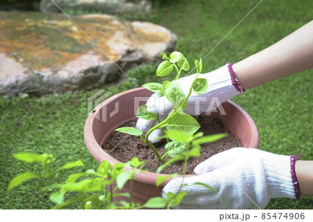 Woman gardener planting green vegetables Woman gardener planting green vegetables 85474906