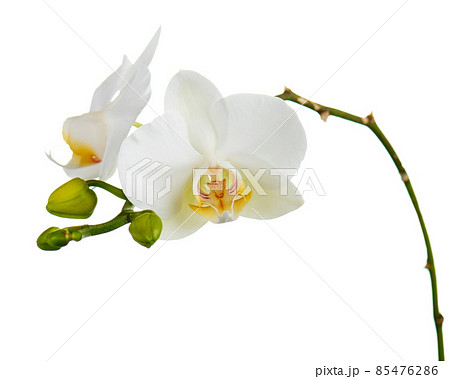 Orchid flowers isolated on white. Orchid flowers isolated on white. 85476286