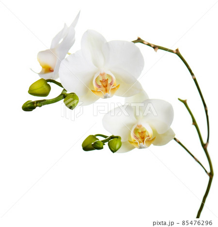Orchid flowers isolated on white. Orchid flowers isolated on white. 85476296
