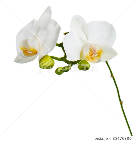 Orchid flowers isolated on white. 85476300