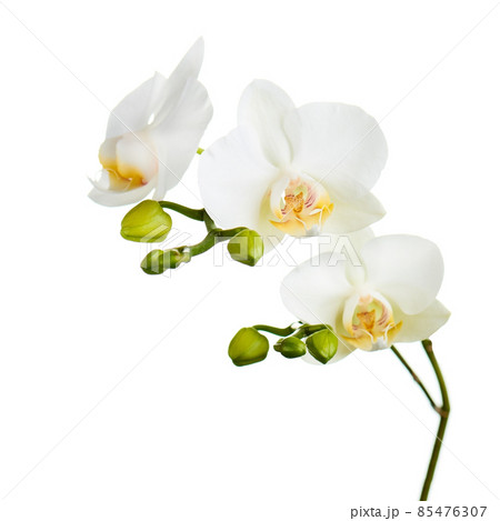Orchid flowers isolated on white. Orchid flowers isolated on white. 85476307