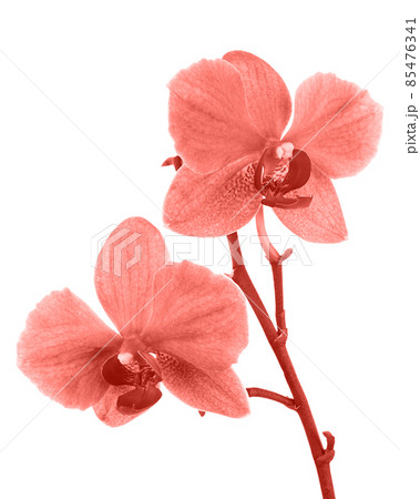 Blooming twig of orchid. 85476341