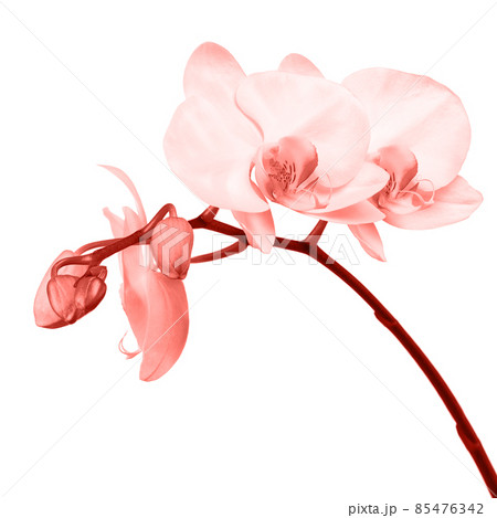 Blooming twig of orchid. Blooming twig of orchid. 85476342