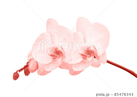 Blooming twig of orchid. Blooming twig of orchid. 85476343
