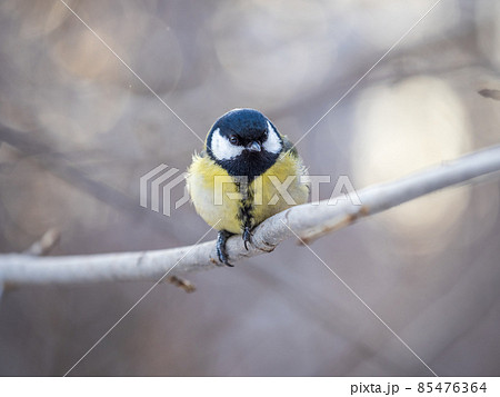 Cute bird Great tit, songbird sitting on a branch without leaves in the autumn or winter. Cute bird Great tit, songbird sitting on a branch without leaves in the autumn or winter. 85476364