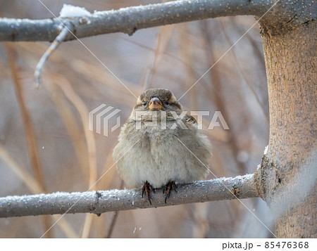 Sparrow sits on a branch without leaves. 85476368