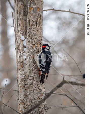 Little woodpecker sits on a tree trunk with snow in winter. The great spotted woodpecker, Dendrocopos major Little woodpecker sits on a tree trunk with snow in winter. The great spotted woodpecker, Dendrocopos major 85476370