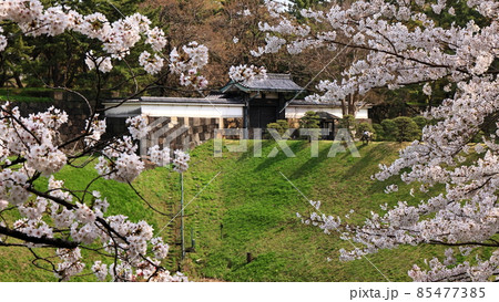 春の皇居北桔梗門 桜越しに映える 春の皇居北桔梗門 桜越しに映える 85477385
