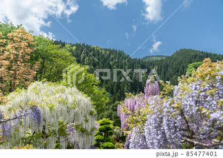 十ノ瀬藤の郷 85477401