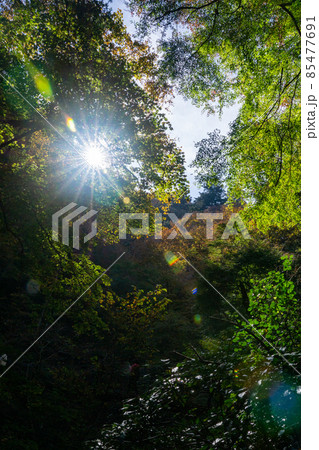 秋の自然林　木漏れ日　東京の森 85477691