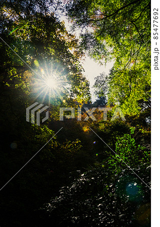 秋の自然林　木漏れ日　東京の森 85477692