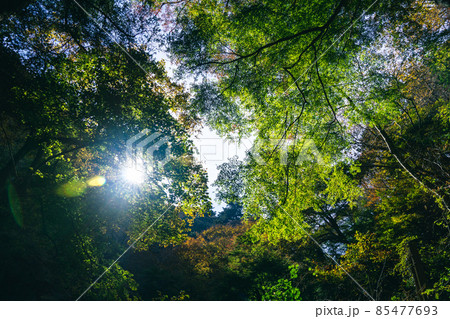 秋の自然林　木漏れ日　東京の森 85477693