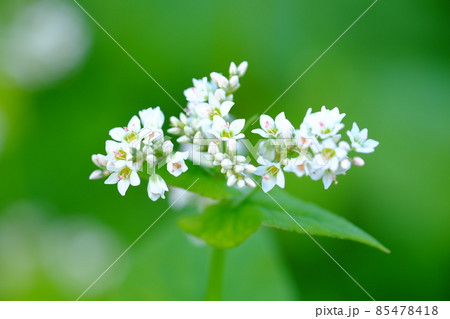そばの花 85478418