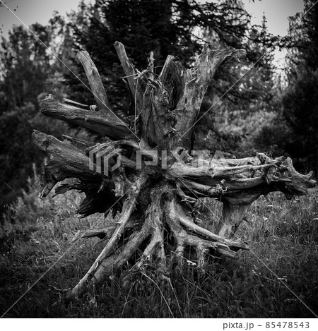 Photo of root of uprooted tree black and white Photo of root of uprooted tree black and white 85478543