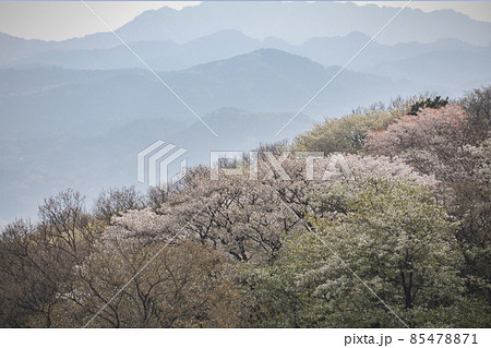 山桜咲く山並み　早春のマザー牧場　千葉県富津市 85478871