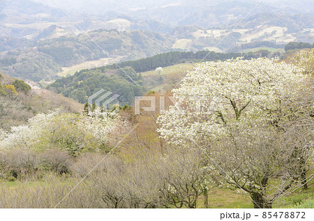 山桜咲く山並み 早春のマザー牧場 千葉県富津市 山桜咲く山並み 早春のマザー牧場 千葉県富津市 85478872