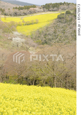 菜の花咲く丘　早春のマザー牧場　千葉県富津市 85478873