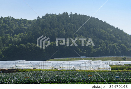 ビニールハウスのイメージ  北海道富良野町 85479148