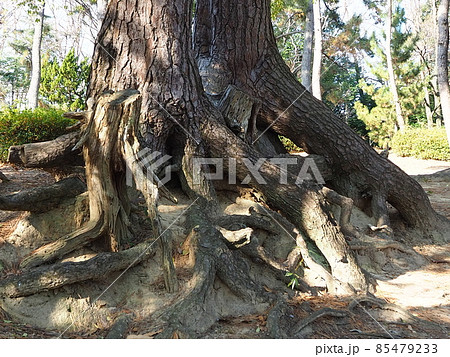 巨大な根 85479233