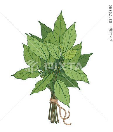 Bundle of Green Bay Leaves Bundle of Green Bay Leaves 85479390