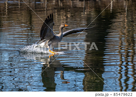 The flying greylag goose, Anser anser is a species of large goose 85479622