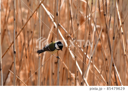 シジュウカラ シジュウカラ 85479629