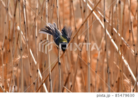 シジュウカラ シジュウカラ 85479630