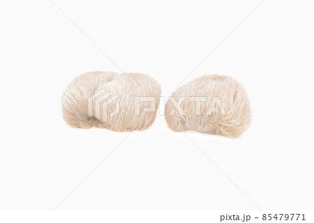 lion mane mushroom isolated on white background. lion mane mushroom isolated on white background. 85479771